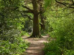 Wimbledon Bed and Breakfast - Local Information